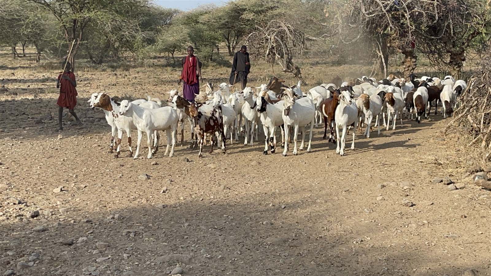 Livestock aggregation and sourcing