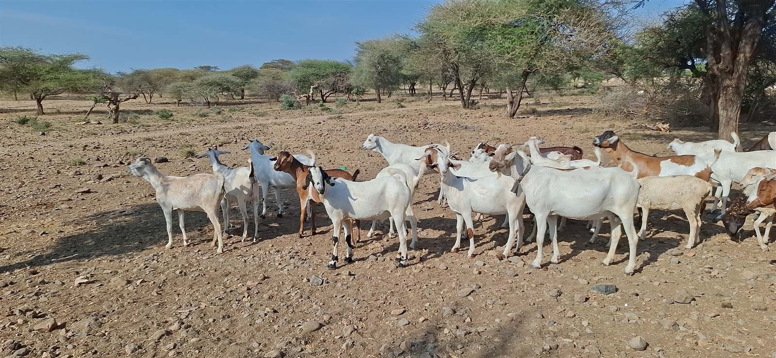 Free-range livestock in managed pasture