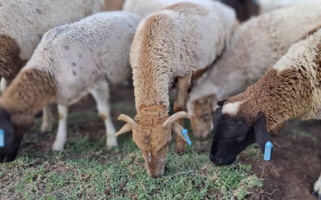 Advancing Livestock Market Systems Through Quality Assurance and Structured Trade