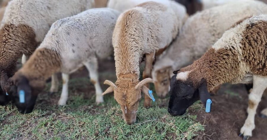 Advancing Livestock Market Systems Through Quality Assurance and Structured Trade